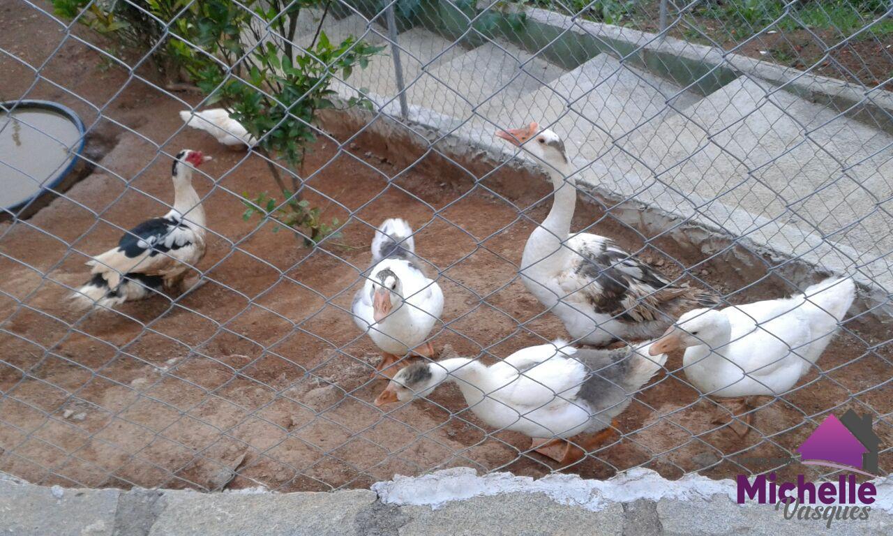 Outros à venda em Corta Vento, Teresópolis - RJ - Foto 26